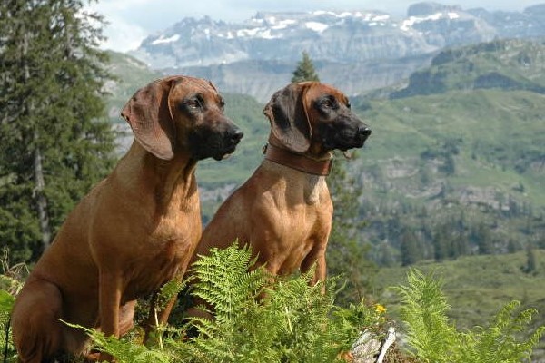 Bayerischer Gebirgsschweisshund