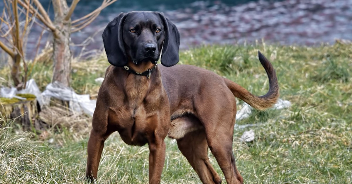 Cani da traccia: quali sono? Elenco di tutte le razze per questo tipo di caccia