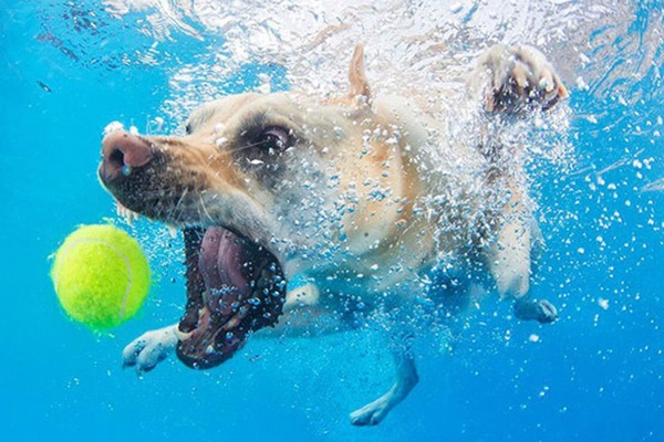 cane gioca con la pallina in piscina