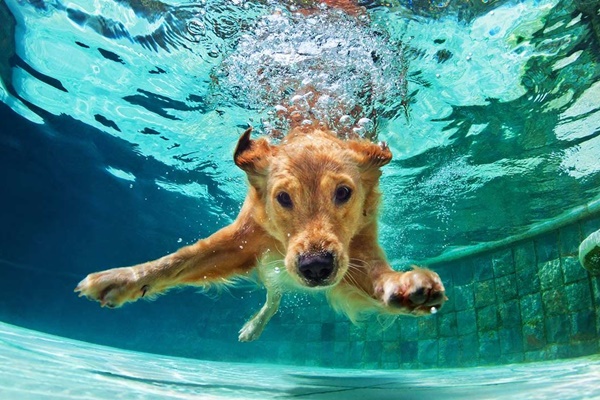 golden retriever che fa il bagno in piscina