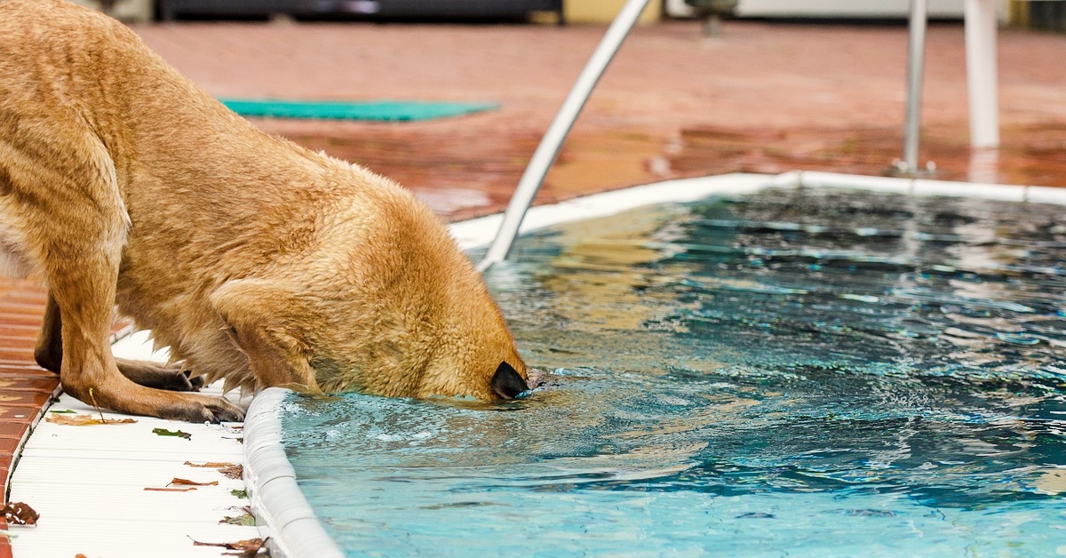 I cani possono trattenere il respiro? Ecco tutto quello che bisogna sapere