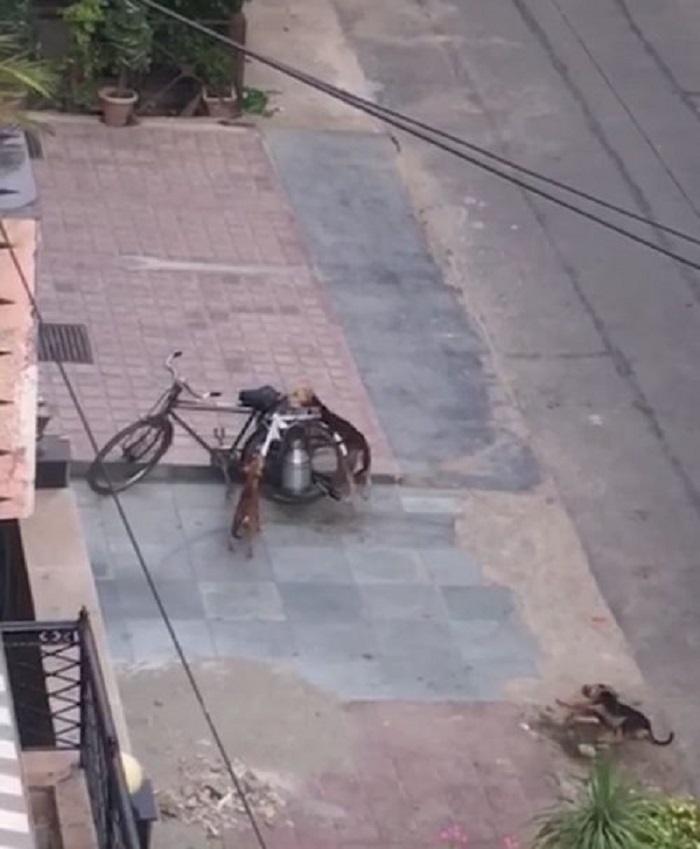 cani bicicletta latte