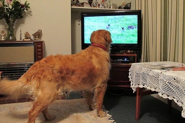 cane davanti a film in tv
