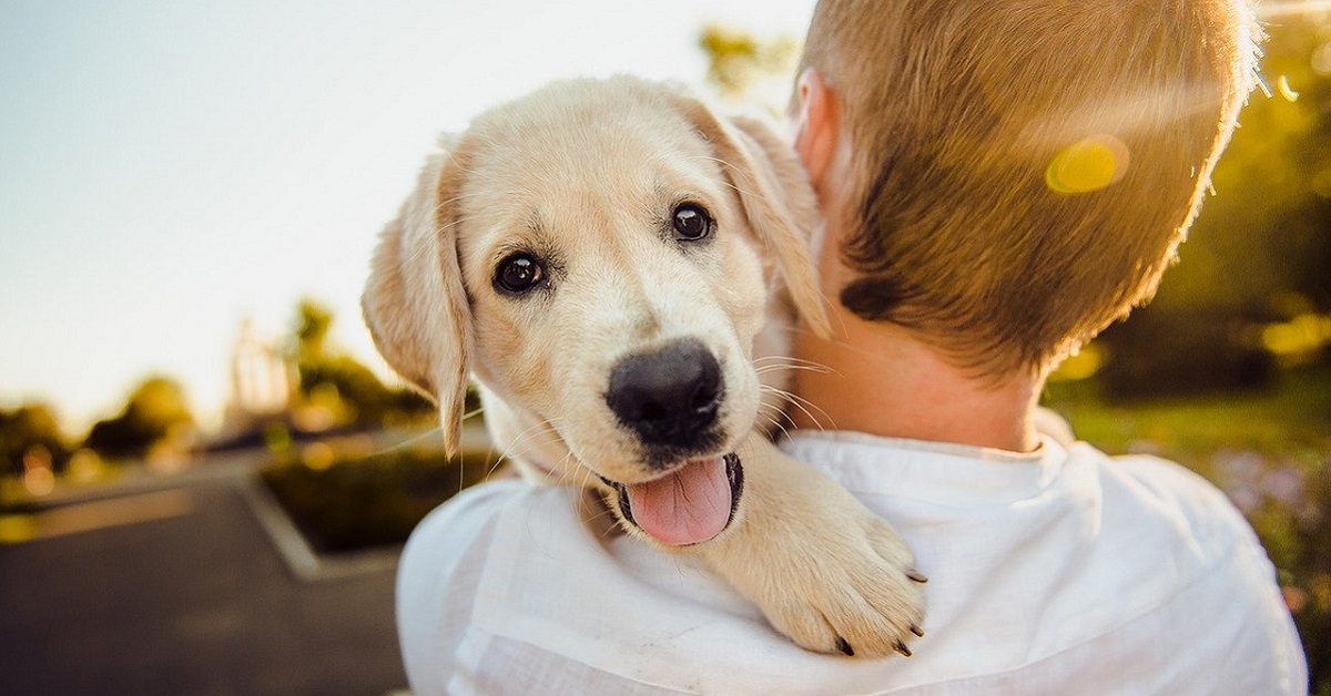 Cani reagiscono sentendo abbaiare altri cani: ecco perché lo fanno