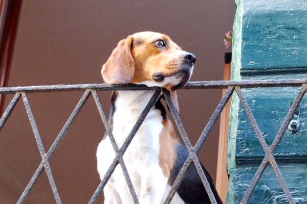 cane guarda dal balcone
