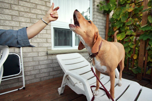 addestrare il cane ad abbaiare a comando