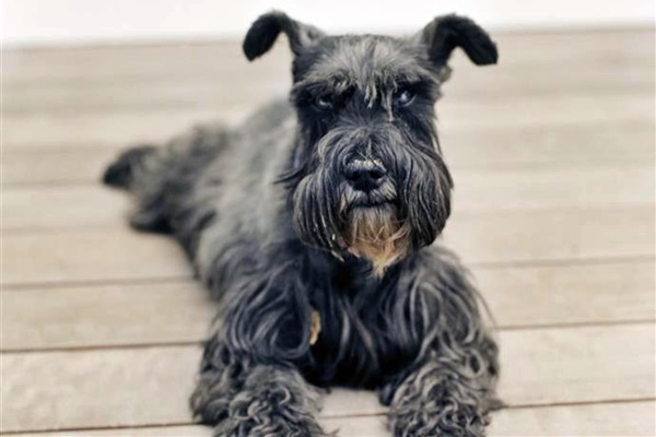 schnauzer di taglia piccola