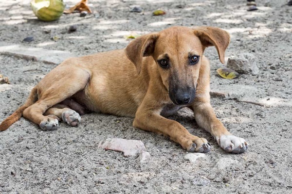 cucciolo di cane che vive in strada