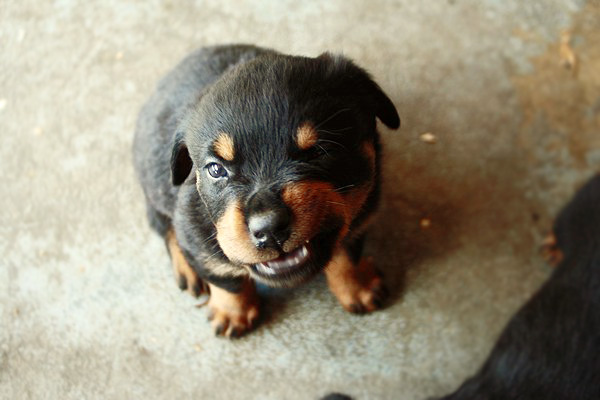 cagnolino che ringhia