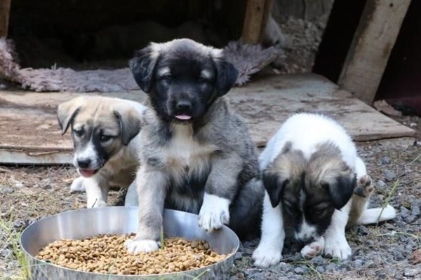 croccantini per i cuccioli