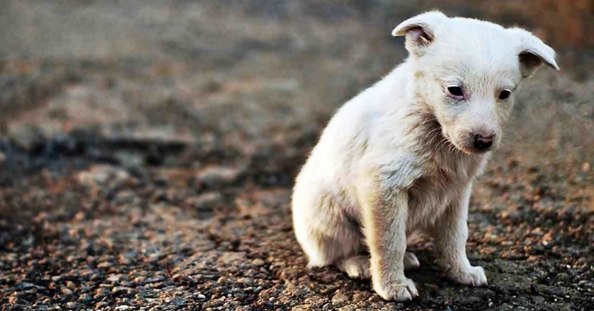 Catturare Un Cucciolo Di Cane Randagio Senza Sbagliare Come Fare