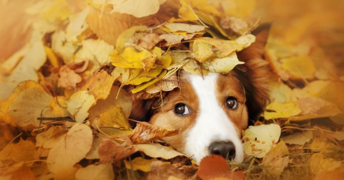 Cibi autunnali per i cani: lista di alimenti di stagione che Fido può mangiare