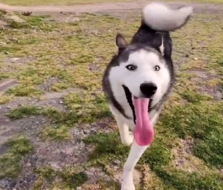 coby cane felice nuova vita