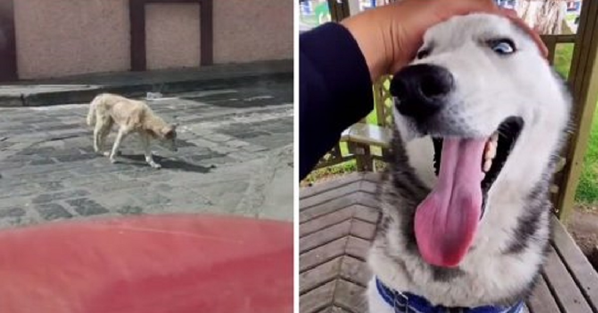 Coby, il cucciolo di Husky salvato dalla strada (VIDEO)