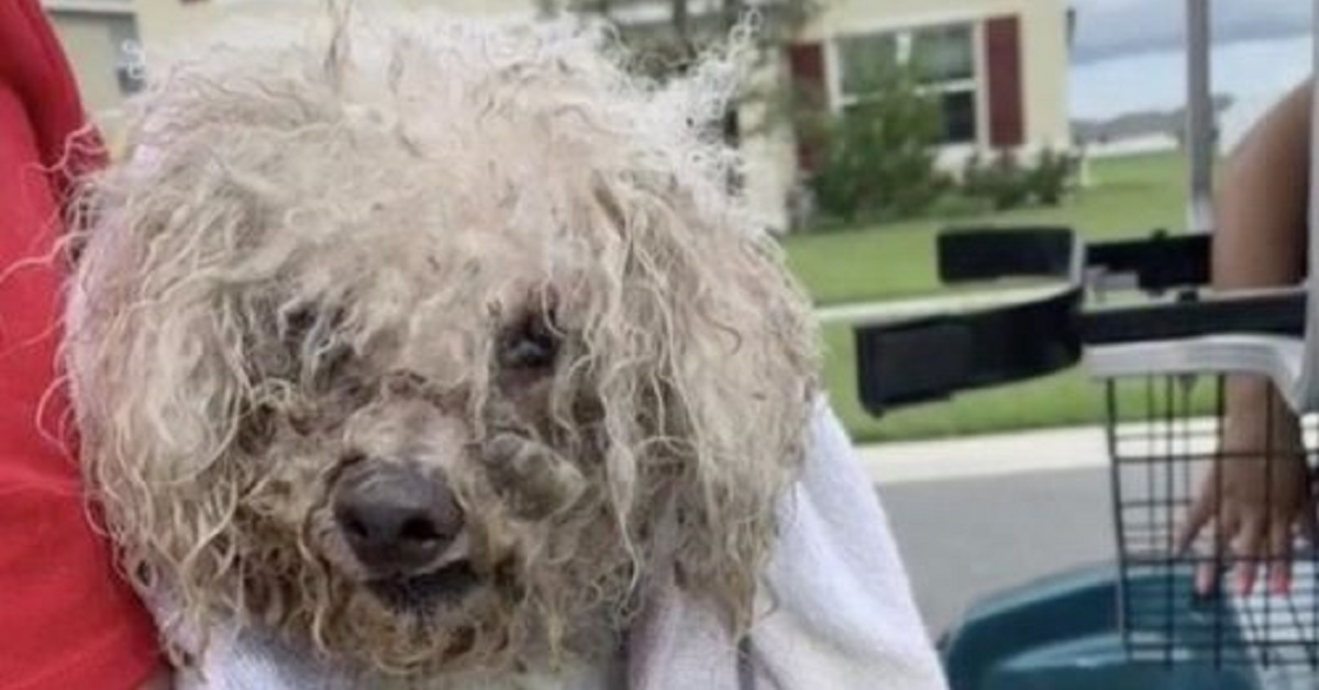 Coco, il cane bloccato in un canale di scolo salvato da un ragazzo (VIDEO)