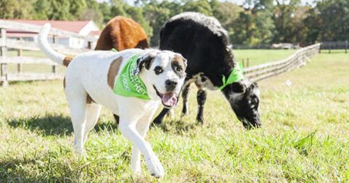 Colton, il cane migliore amico di tutti gli animali della fattoria (VIDEO)