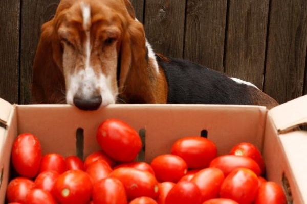 cane non può mangiare pomodori verdi