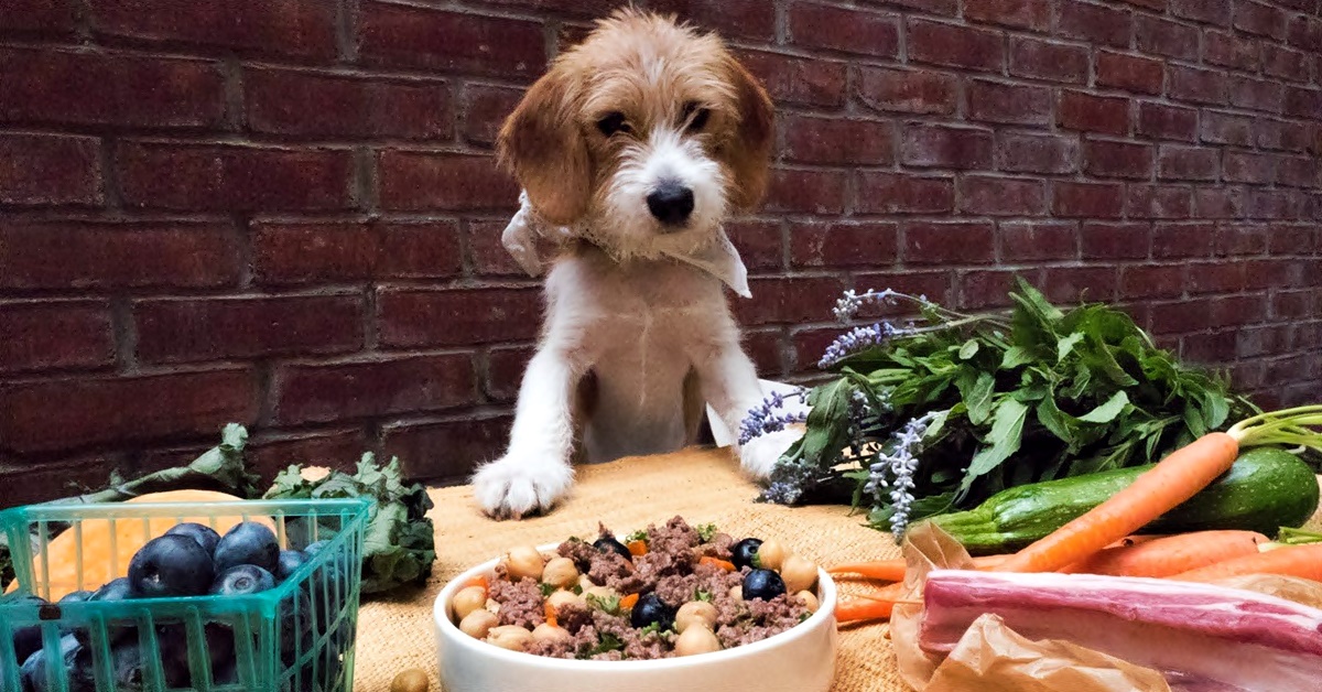 Come cucinare le verdure per i cani: consigli e ricette sfiziose per fido