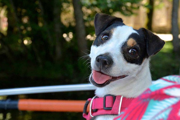 cane jack russell a passeggio