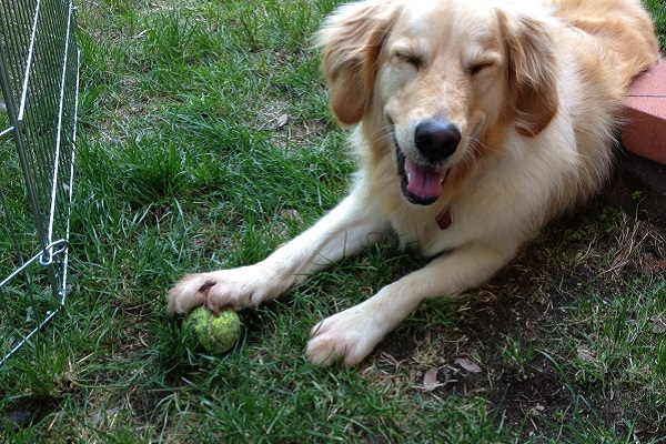 cane con pallina