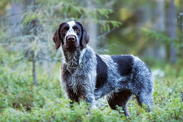 cane che cammina nel bosco