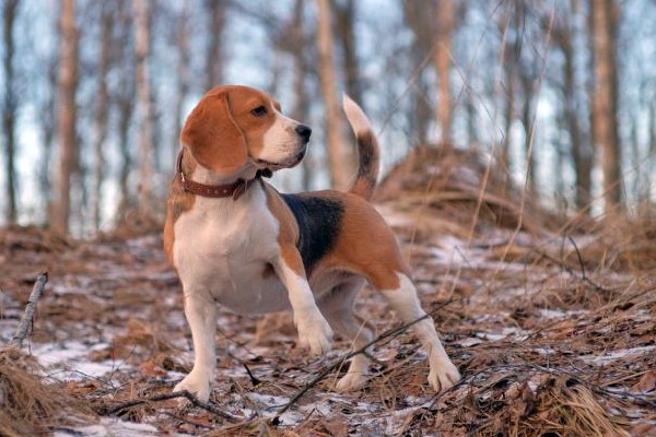 beagle nel bosco