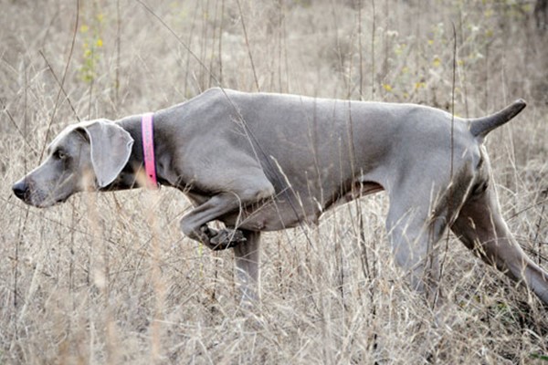 weimaraner cane da ferma