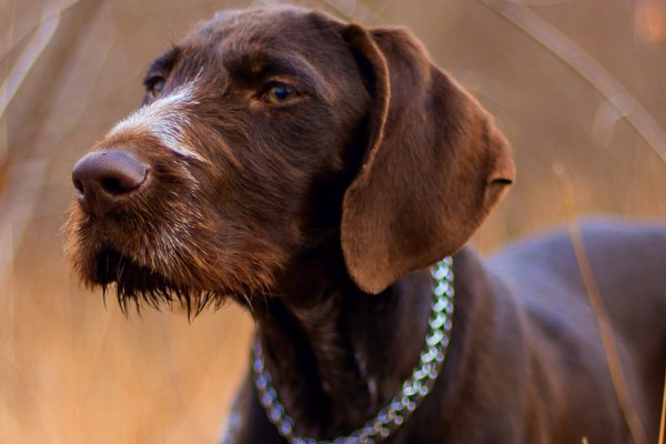 cane di colore marrone cioccolato