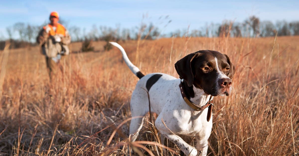 Come scegliere il cane da caccia? Tutto ciò che lo rende un alleato infallibile