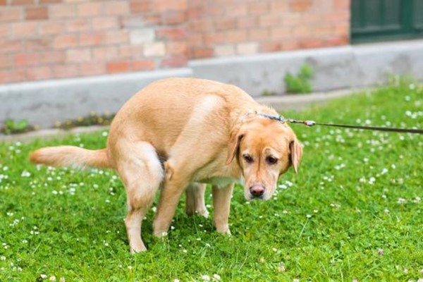 cane che fa la cacca