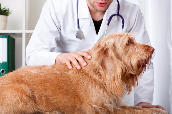 portare il cane dal veterinario