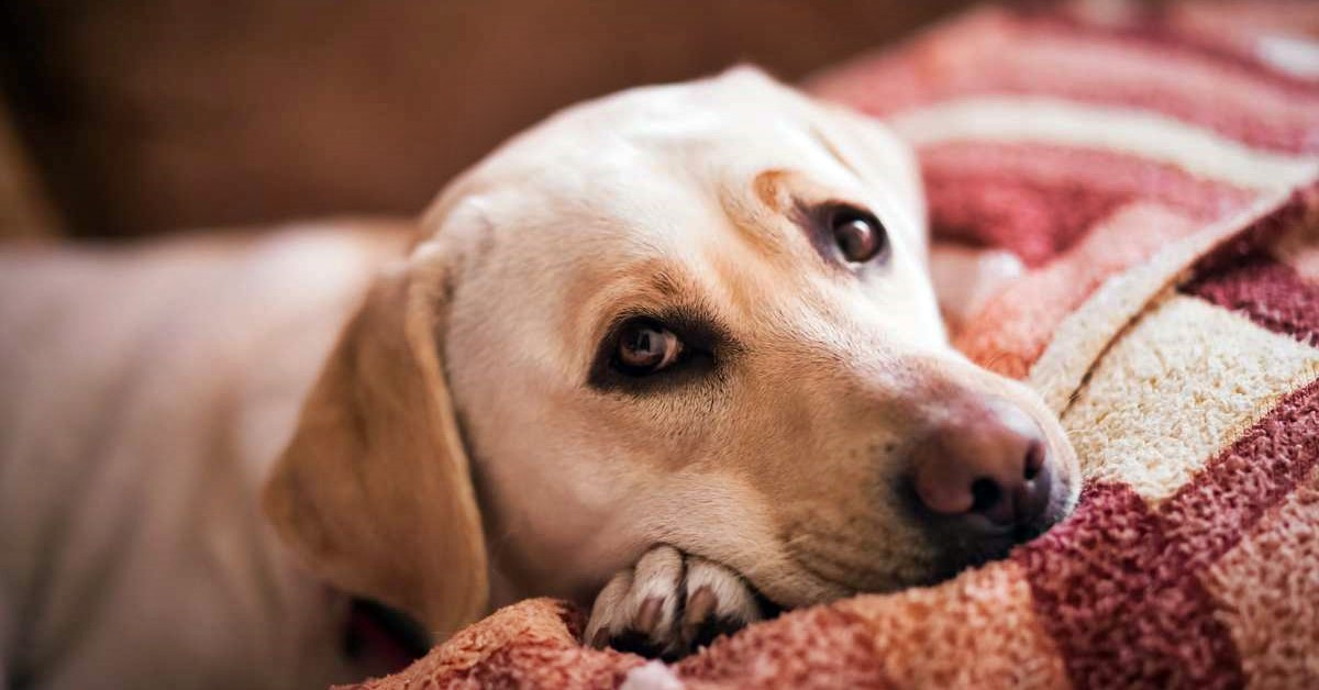 Come svuotare le ghiandole anali del cane: ecco tutti i dettagli