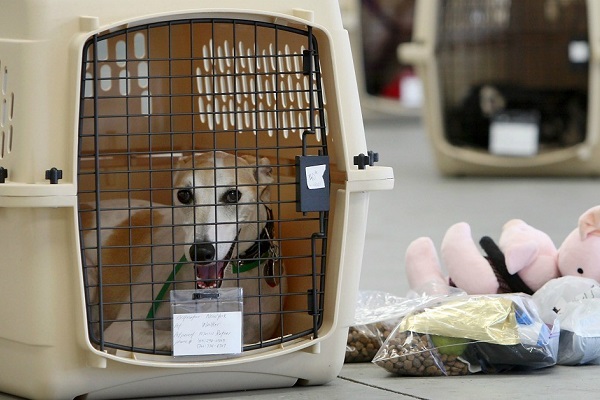 cane levriero nel kennel