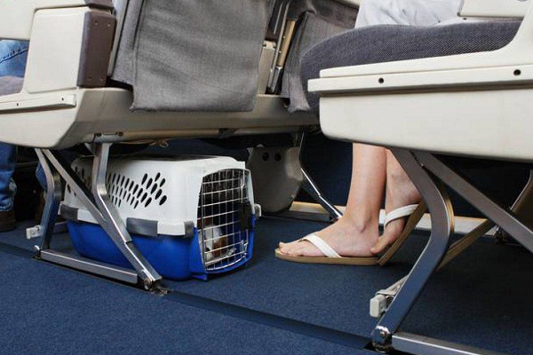 cane sotto il sedile di un aereo