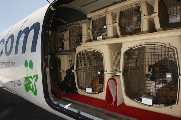 kennel con cani in stiva