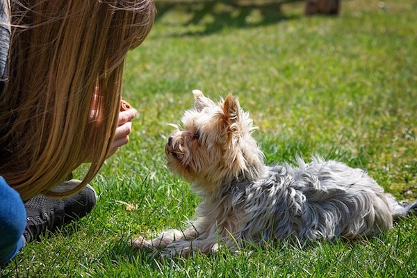 cagnolino e amica