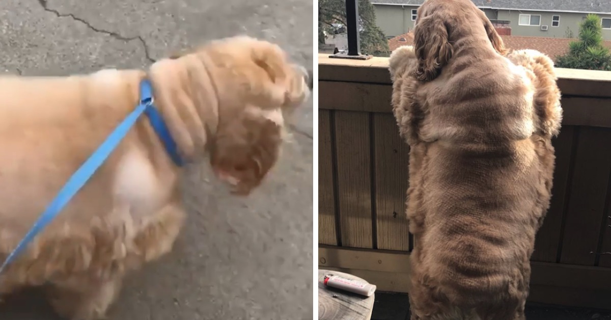 Corina, la cagnolina sovrappeso che ha vinto la sua battaglia (VIDEO)