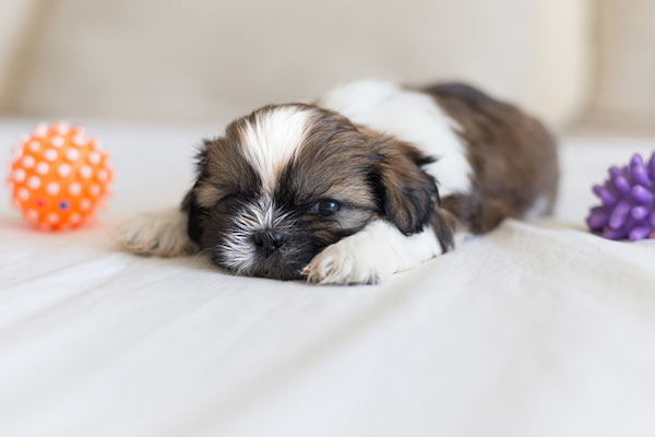 cuccioli di Shih Tzu salute