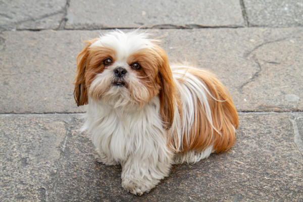 cuccioli di Shih Tzu salute