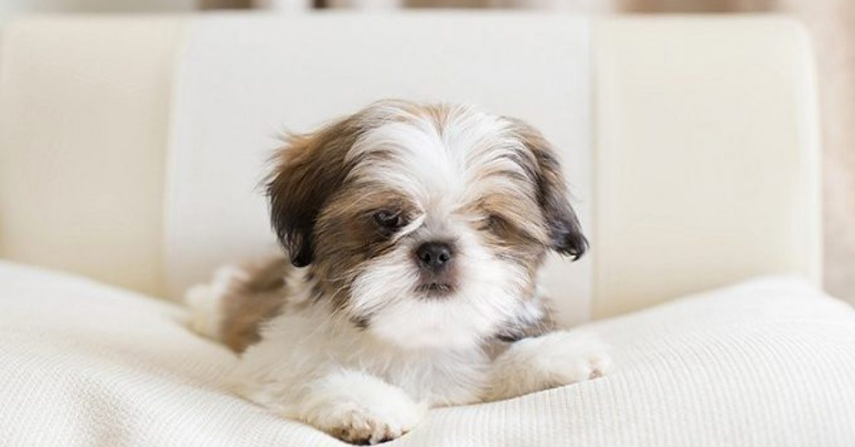 Cuccioli di Shih Tzu, tutto sulla loro salute: prevenzione e patologie