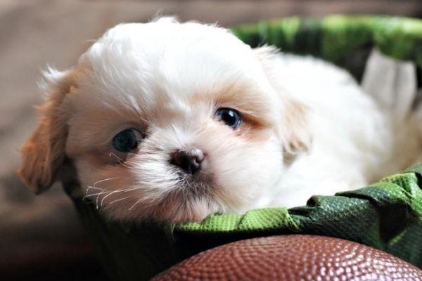 cucciolo di colore bianco