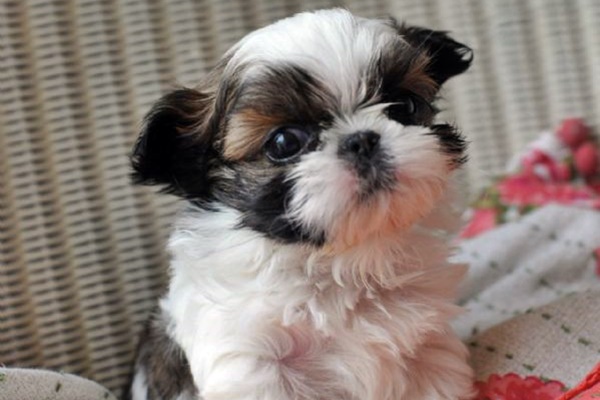 cucciolo di shih tzu