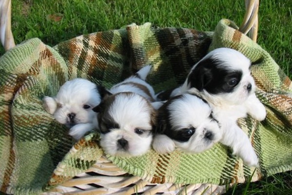 cuccioli di shih tzu