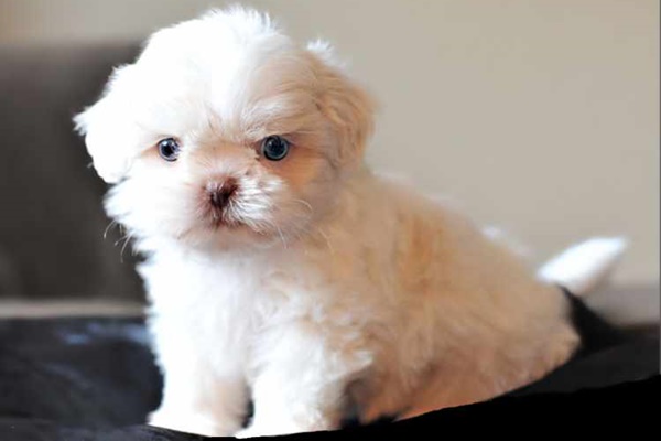 cucciolo con il pelo bianco