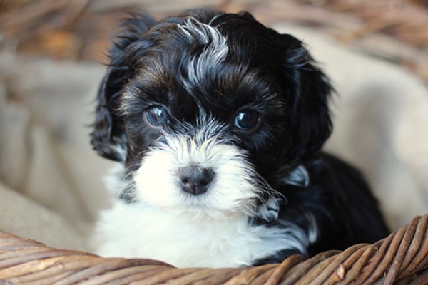 cucciolo di shih tzu bianco e nero