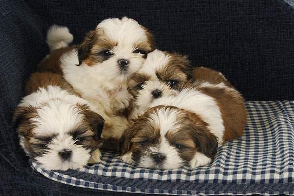 cani shih tzu accoccolati