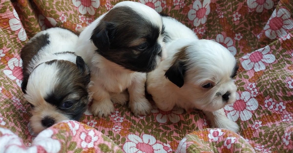 Cuccioli di Shih Tzu: come pulirli e toelettarli alla perfezione