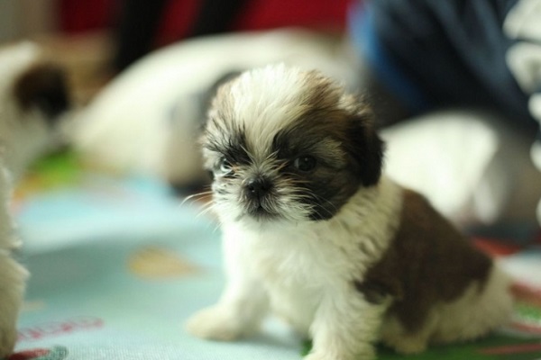 cucciolo di cane