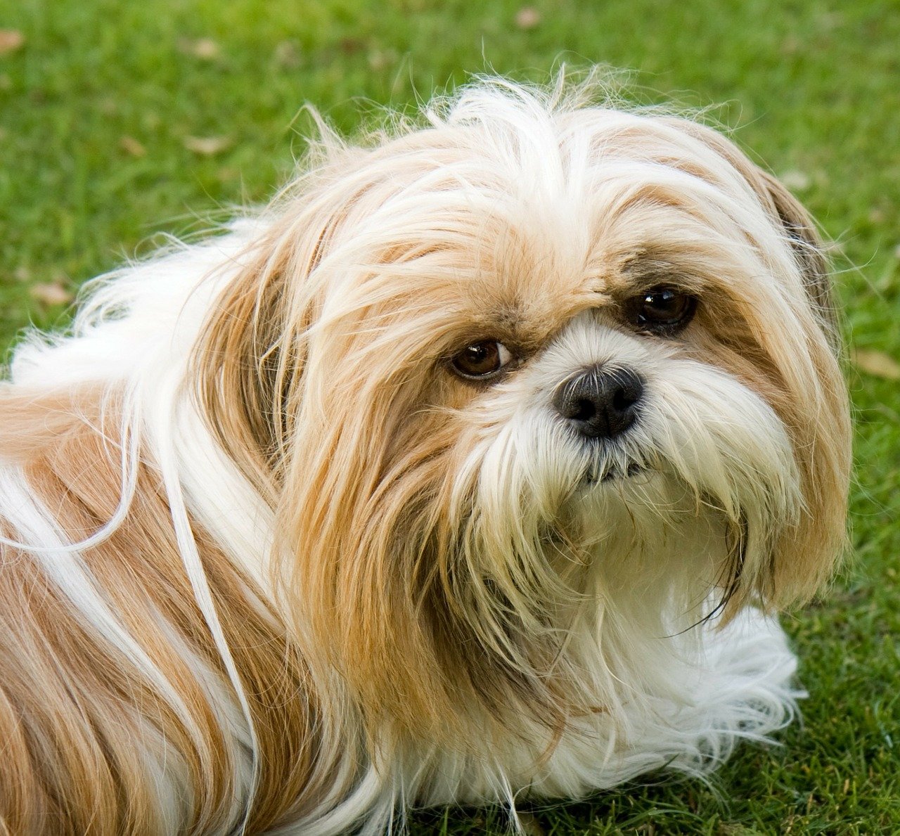 cagnolino fra l'erba