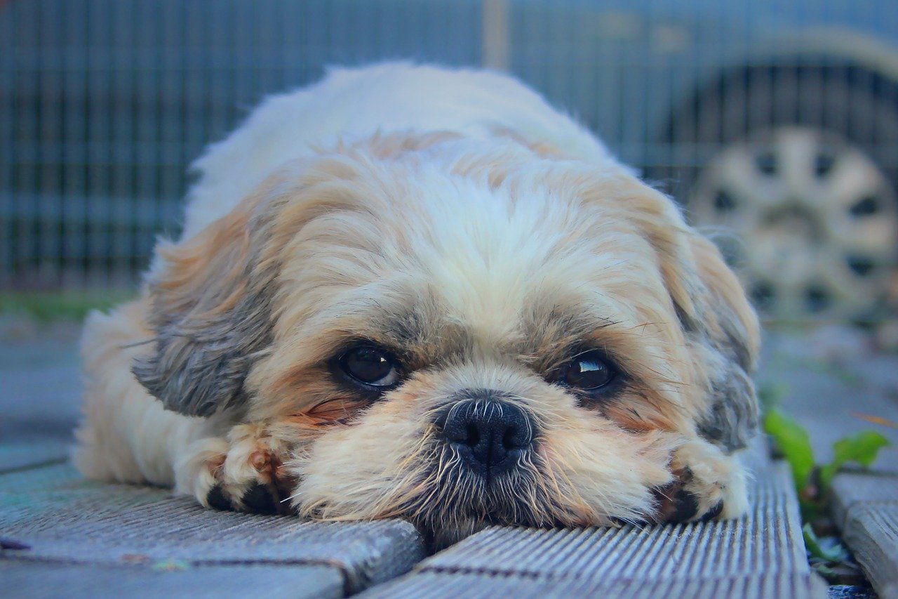 Cucciolo di Shih Tzu: come spazzolarli al meglio, passo per passo